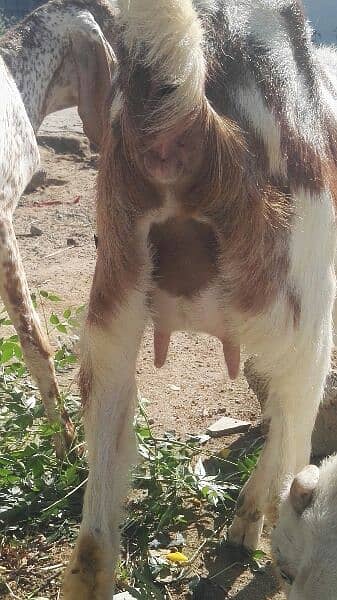 Goat  For sale 2