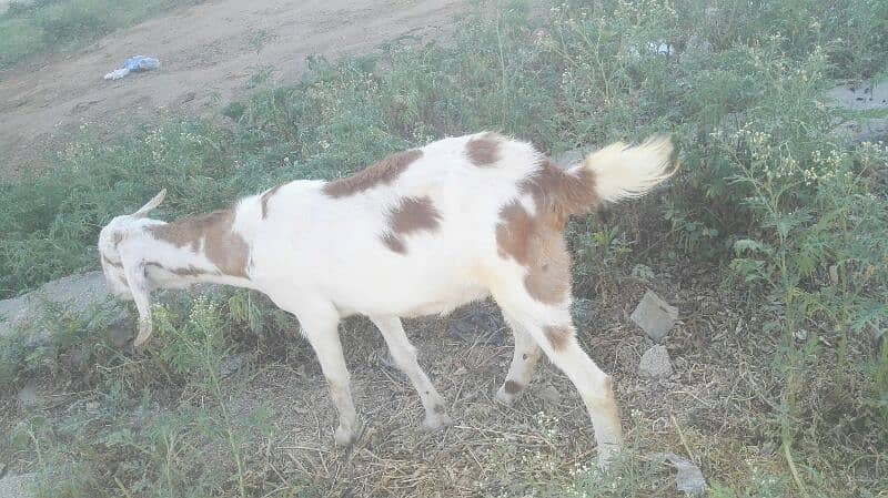 Goat  For sale 3