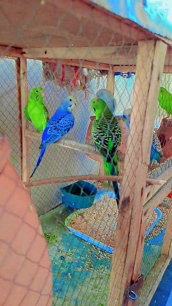 4 pairs of Budgie 1 conform breading pair with eggs and Cage 0