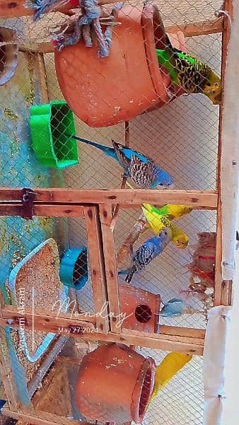 4 pairs of Budgie 1 conform breading pair with eggs and Cage 1