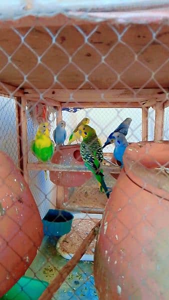 4 pairs of Budgie 1 conform breading pair with eggs and Cage 2