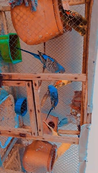 4 pairs of Budgie 1 conform breading pair with eggs and Cage 3