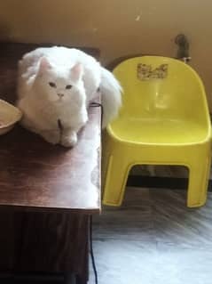 Persian cat for sale male 1 year old