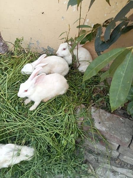 RABBITS SALE 9