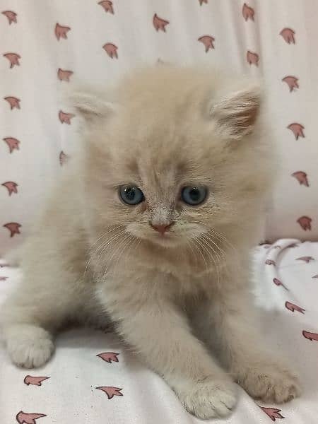 two Double cout pure persian punch face white kitten no03105415517. 1