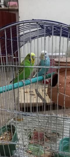 Budgie pair for sale