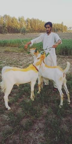 these goats are domesticated , rajanpuri