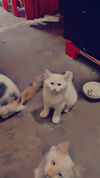 Persian Cat Baby Couple Available 1
