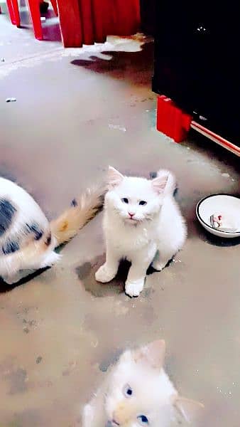 Persian Cat Baby Couple Available 2