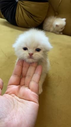 Pure Persian Breed kittens available for sale