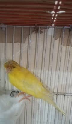 Canary egg laying female.