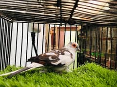 Common dove breeder pairsand D. pide dove breeder maleavailableage 1sal