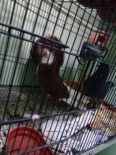 jackobin male in red colour for sale
