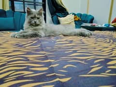 Grey Persian Kitten 0