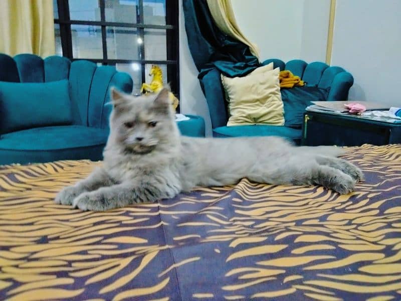Grey Persian Kitten 1