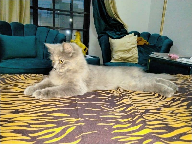 Grey Persian Kitten 2