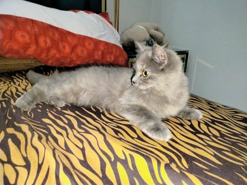 Grey Persian Kitten 3