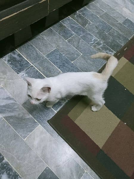 white kitten 6