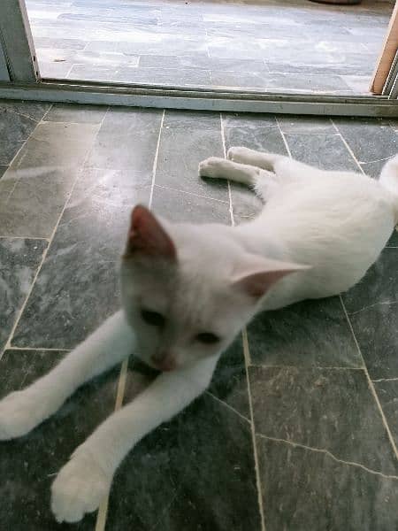 white kitten 8