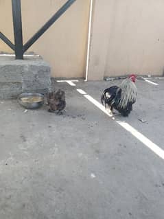 Fancy Hens Pair