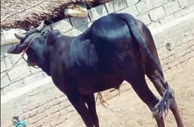active healthy bulls for qurbani 2024