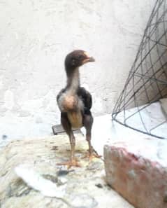 pure aseel chicks for sale all. Rabta number 03240497082.