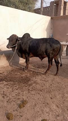 Qurbani bulls