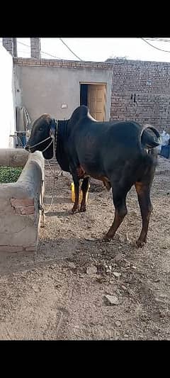 Qurbani bulls