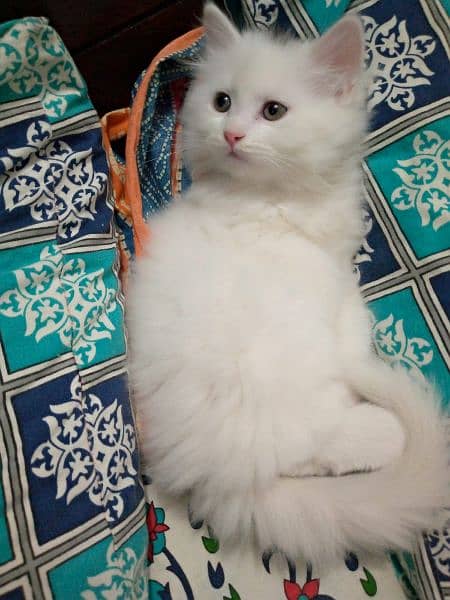 Persian kitten triple coated 1