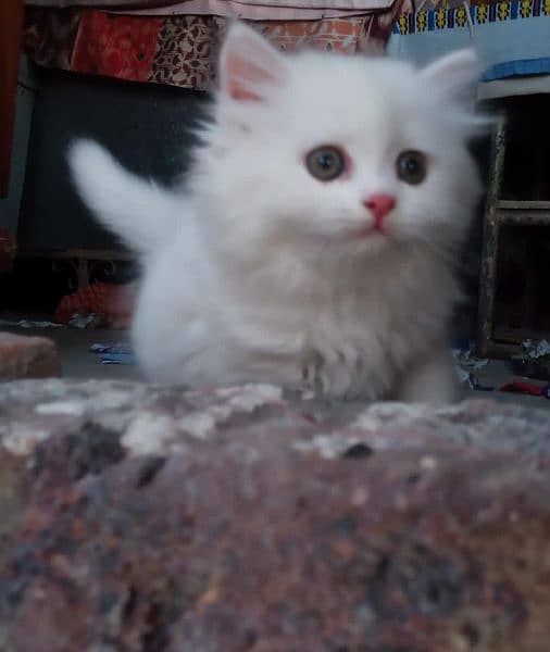 Persian kitten triple coated 2