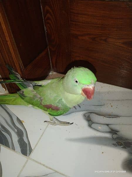 parrots for sale 0