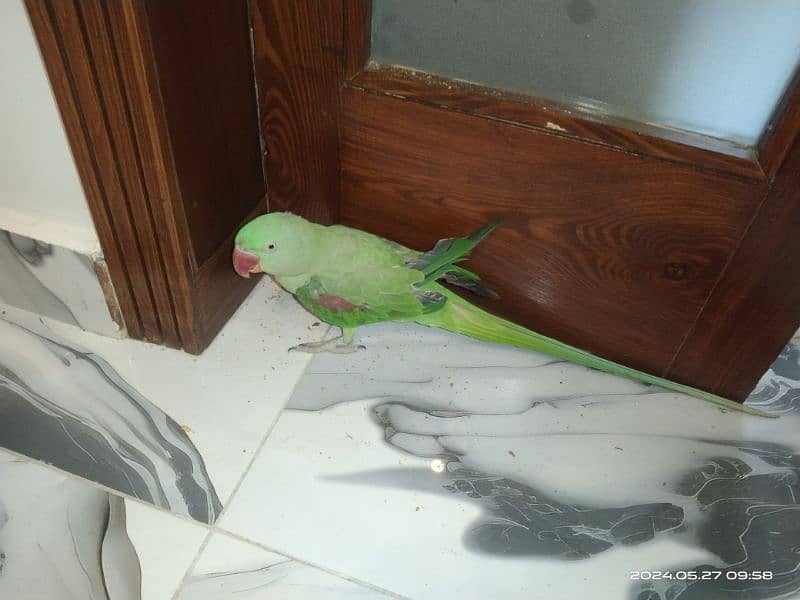 parrots for sale 1