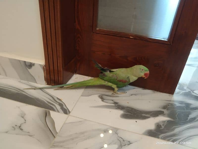 parrots for sale 2