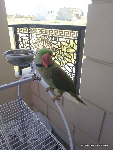 parrots for sale 3