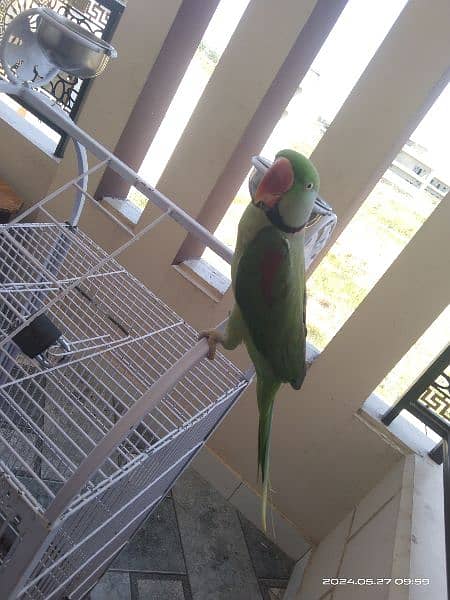 parrots for sale 4