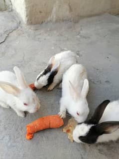 Rabbits for Sale