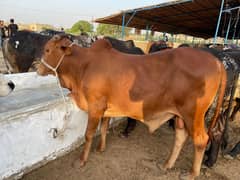Lal Nukhra bull for sale
