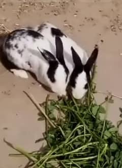 aseel murgi guinea fowl chick rabbit pair he or bhi bohut cheze he