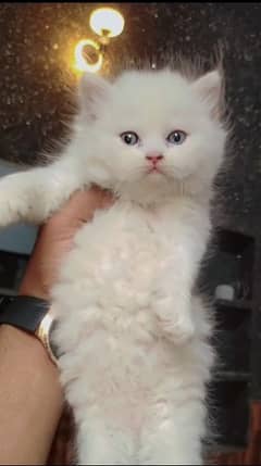 Cat baby - female kitten - pershian cat - white kitten