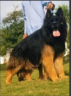 German shepherd long coat Dog | Black Mask German shepherd Dog