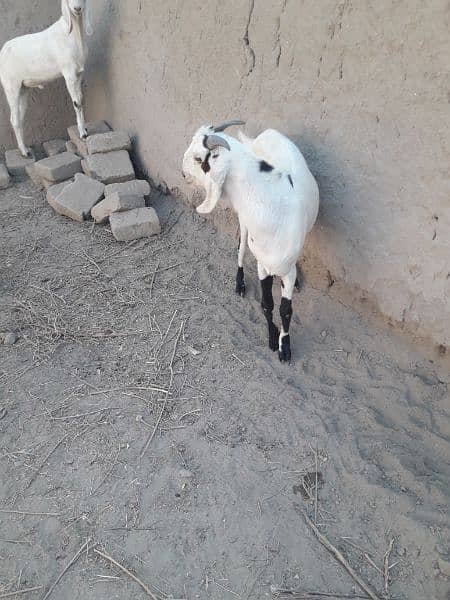 qurbani k bakriy sale 1