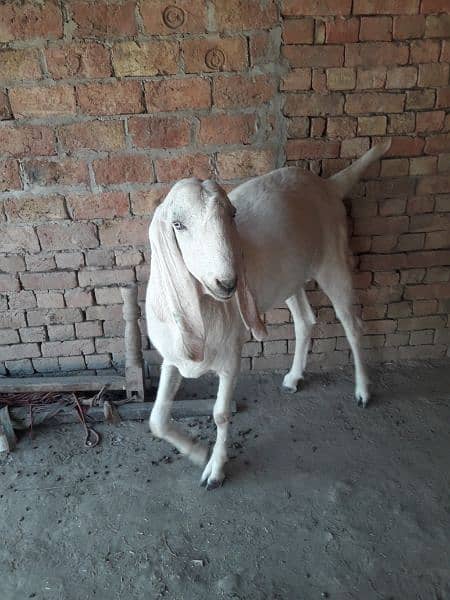 qurbani k bakriy sale 13