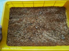 MEALWORMS COMPLETE STARTING SETUP FOR SALE
