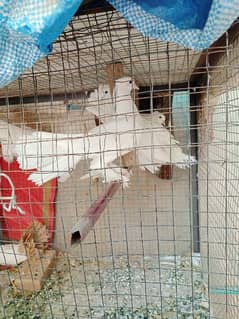 white lakha pair for sale 0
