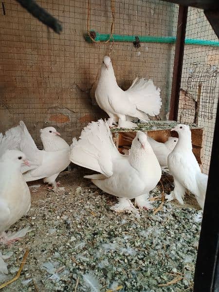 white lakha pair for sale 2