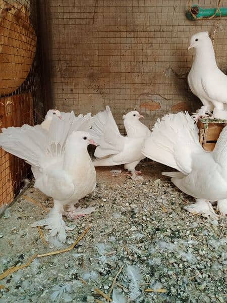 white lakha pair for sale 4