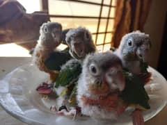 Red factor conure chick parrots