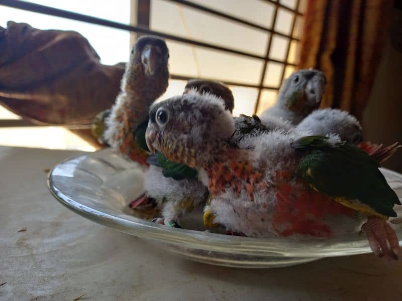Red factor conure chick parrots 1