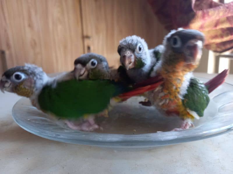 Red factor conure chick parrots 2