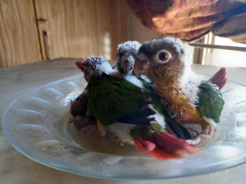 Red factor conure chick parrots 3